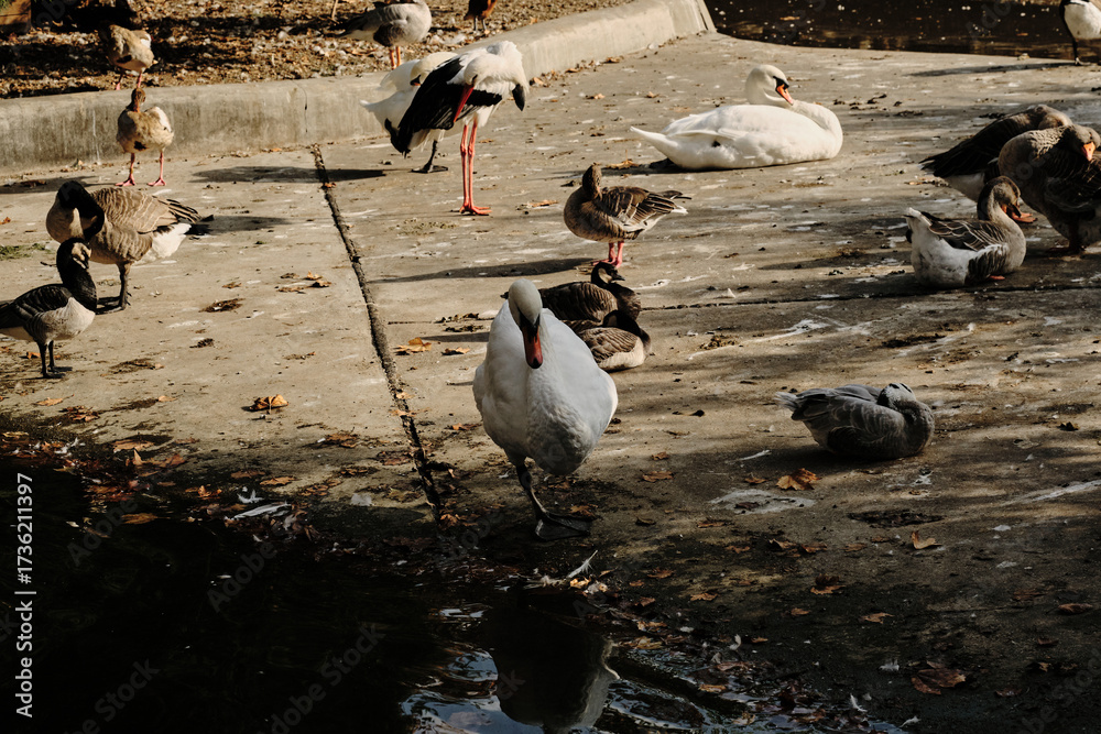 Obraz premium A group of geese and a swan rest near the pond. Others birds stand calmly in the sunlight.