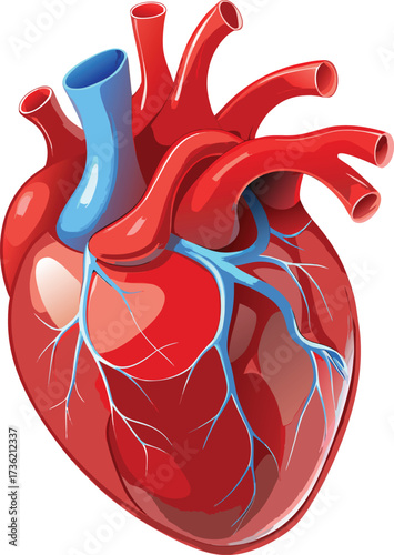 Detailed 3D Human Heart Model Showing Cardiovascular System Vessels