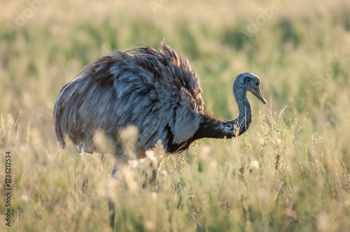 Obraz na plátne Greater Rhea, Rhea americana, La Pampa , Patagonia, Argentina