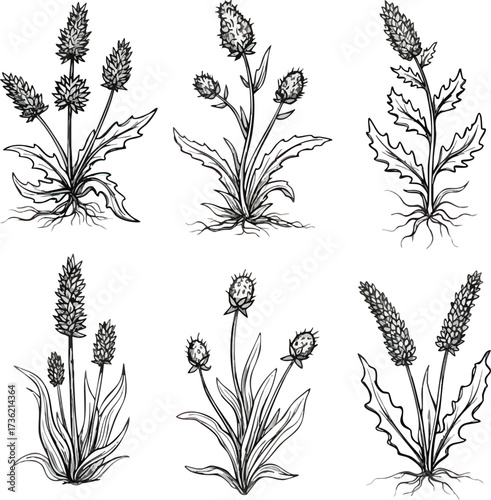 Six detailed botanical illustrations of plantain plants, showcasing different growth stages and perspectives.