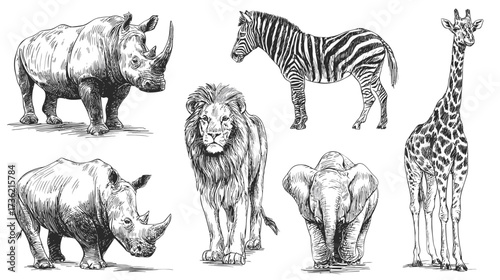 Hand drawn safari animals collection: rhinoceros, lion, zebra, giraffe, elephant sketches. Detailed vintage wildlife illustrations.