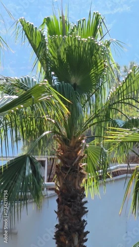 Close up of a palm tree branch with a blurry view of a white building on the background.	