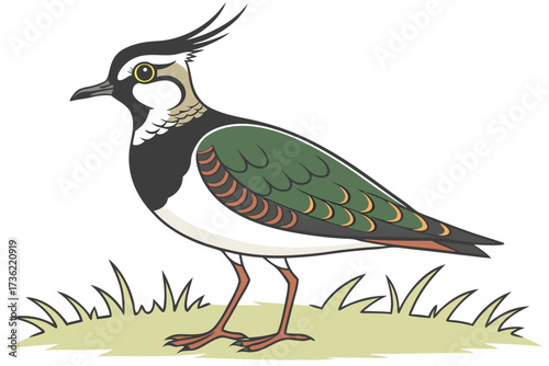 northern lapwing bird