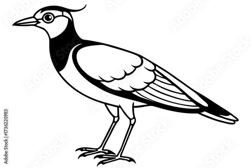 sketch of a northern lapwing bird