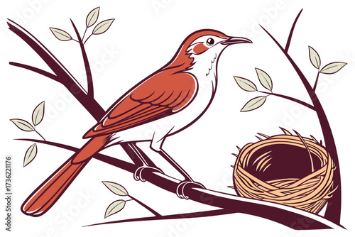 rufous hornero bird on a branch