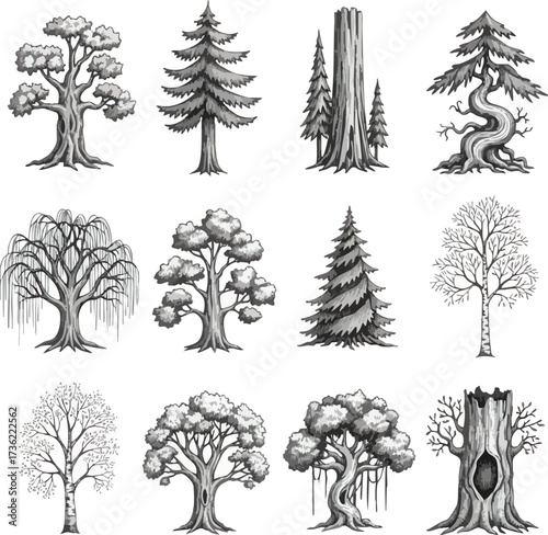 Collection of various detailed monochrome illustrations of different tree species, showcasing diverse forms.