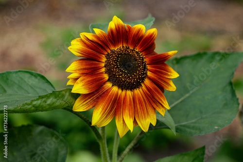 Vibrant sunflower with fiery red and yellow petals . A summer flower showcasing natures brilliance in full sunlight
