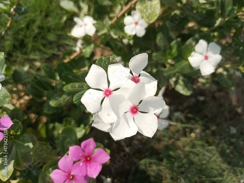 pink and white flowers