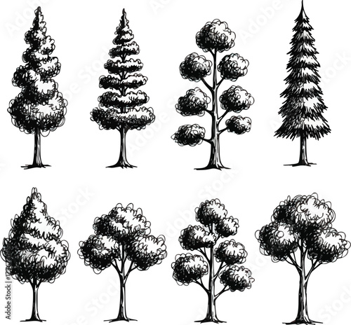 A collection of eight different trees hand-drawn in a black and white vintage engraving or sketch style.