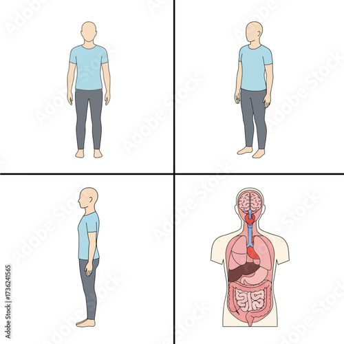 Human Body Anatomy Vector Illustration Set with Internal Organs Diagram