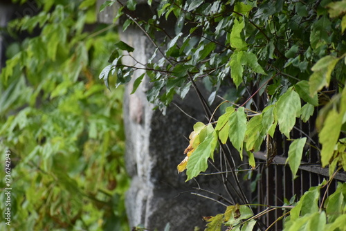 Fence post and metal railing of vertical bars with tree branches