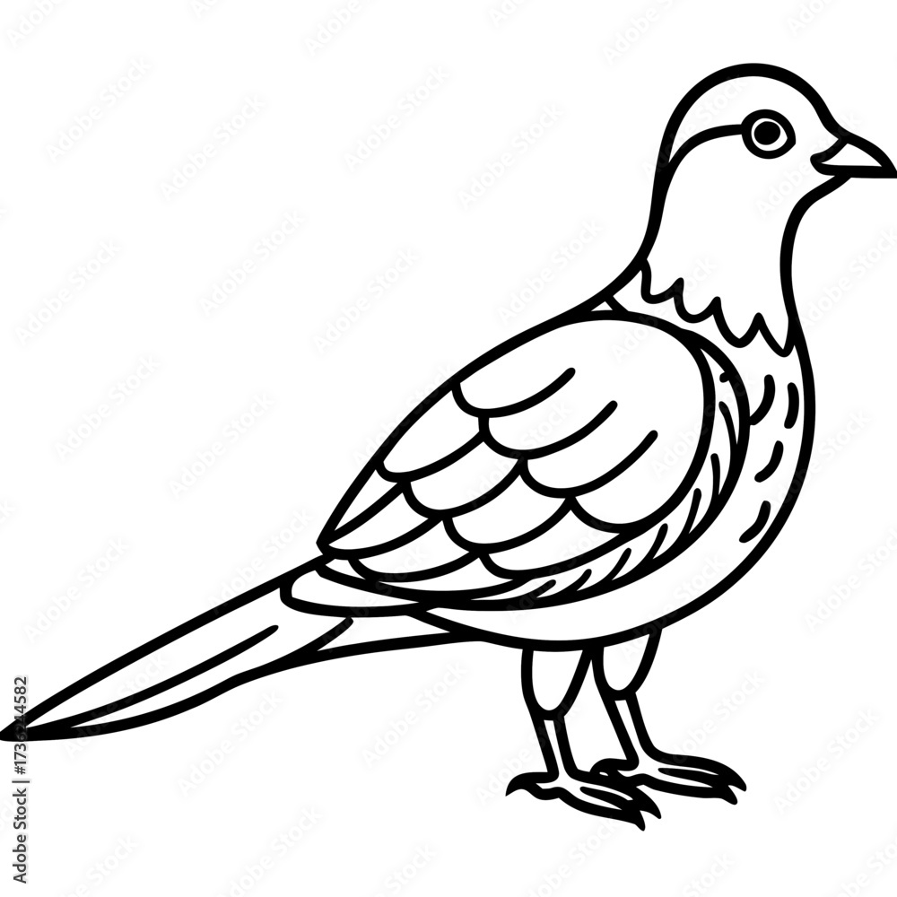 Fototapeta premium Nightjar line art vector