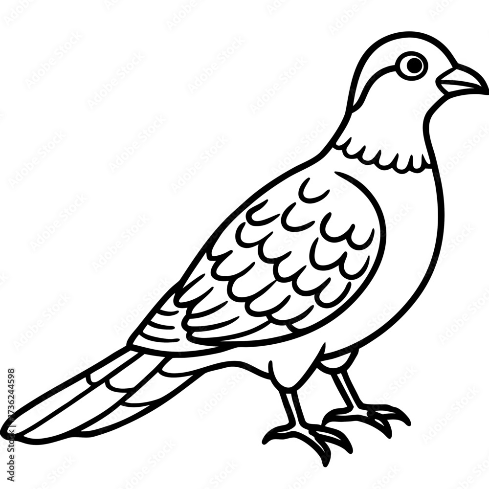 Fototapeta premium Nightjar line art vector