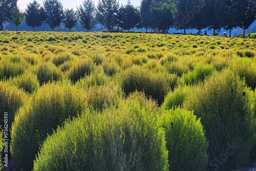 Kochia Park, Paju, Korea