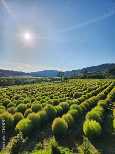 Kochia Park, Paju, Korea