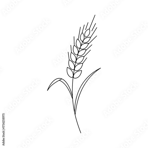 Wheat spike vector illustration in minimal linear style with agriculture and harvest theme