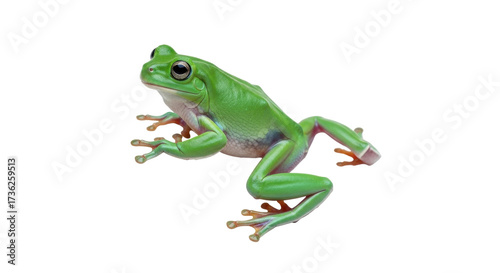 Isolated Green Tree Frog, tropical amphibian with smooth skin and big eyes on clean background