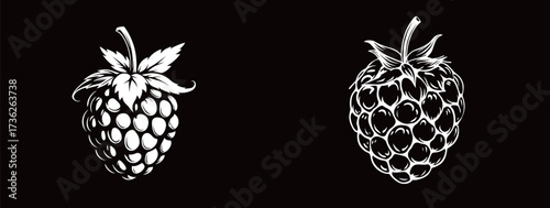 Two distinct berries are illustrated in black and white.