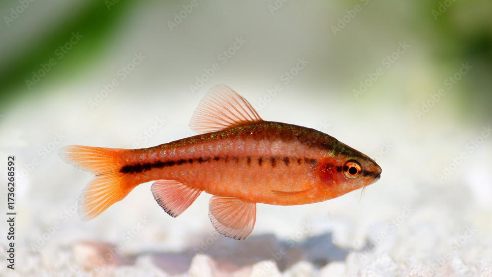 Obraz premium goldfish in aquarium