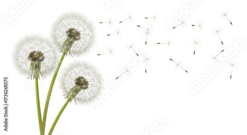 Photos Isolated Dandelion seed heads with seeds dispersing in air in Spring, delicate l