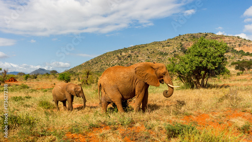 elephant in the field