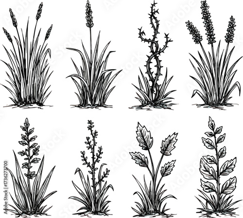 Eight different hand-drawn botanical illustrations of various grass and plant species with distinct leaf and flower structures, rendered in black and white.