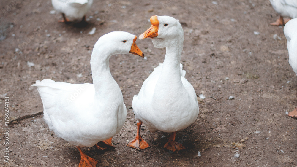 Obraz premium geese on the beach
