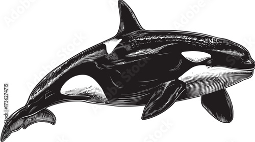 Detailed black and white illustration of an orca, also known as a killer whale, a powerful marine mammal and apex predator.