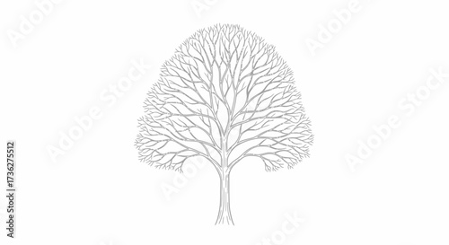 Detailed Facelineart Illustration of a Tree in Winter A Botanical Representation of Bare Branches and Textured Bark on a White Background