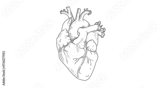 Detailed anatomical human heart hand-drawn illustration. Medical diagram, cardiology, health, science, sketch, internal organ.