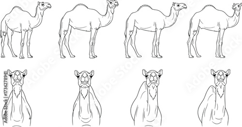 Camel outline drawing, desert wildlife sketch, dromedary vector art, Arabian transportation animal, safari illustration, nature graphic, traditional camel artwork design
