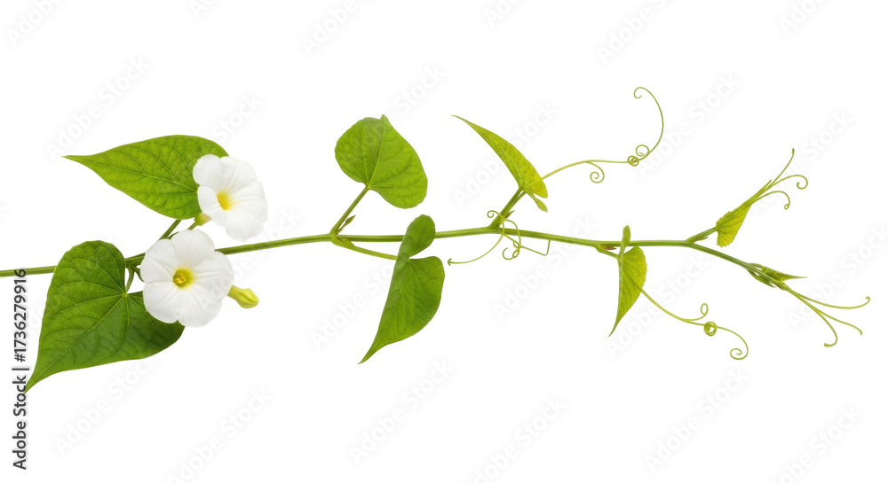 Obraz premium Isolated creeping jenny blooming, light greenery, foliage stem, spring nature garden plant