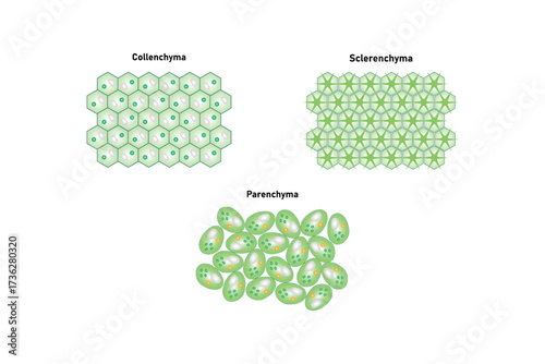 Types of Plant Tissues Science Design. Vector Illustration.