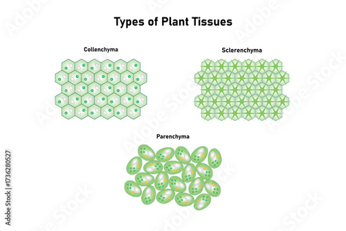 Types of Plant Tissues Science Design. Vector Illustration.