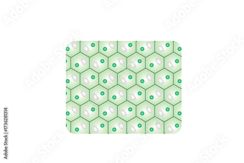 Collenchyma Plant Tissue Structure Science Design. Vector Illustration.