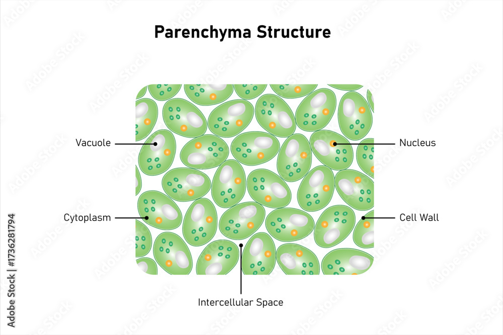 Fotografie Parenchyma Plant Tissue Structure Science Design