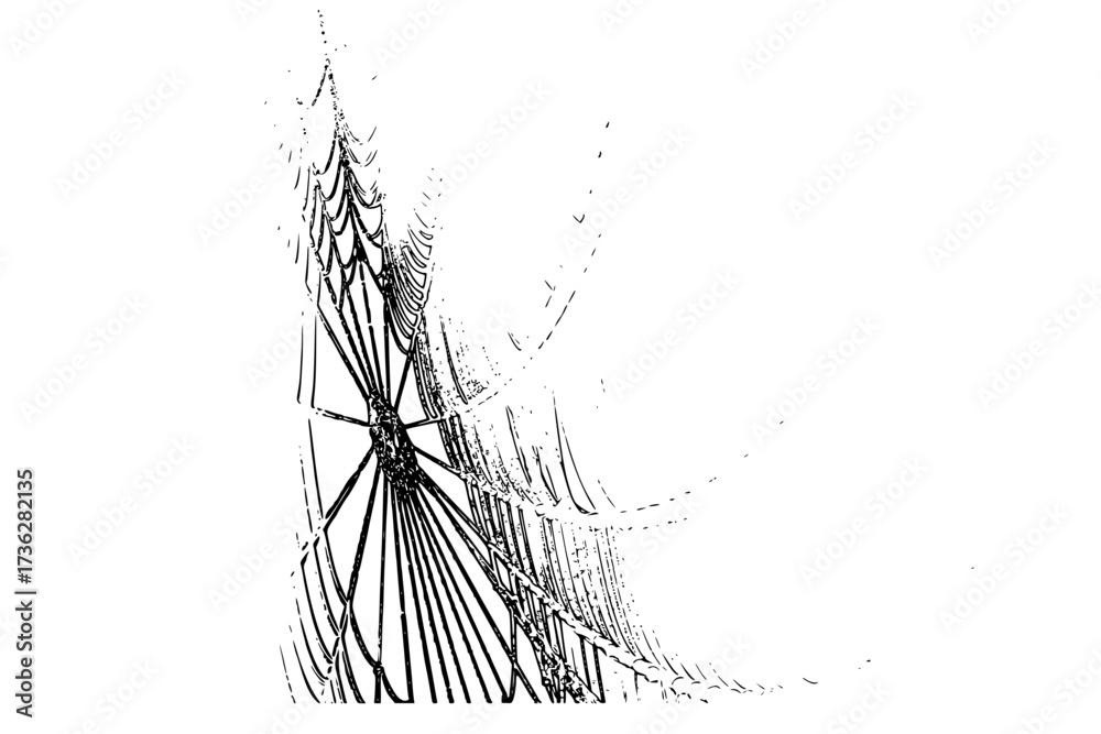 Fototapeta premium spider web vector illustration