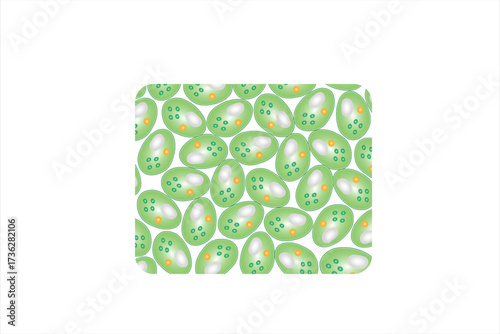 Parenchyma Plant Tissue Structure Science Design. Vector Illustration.