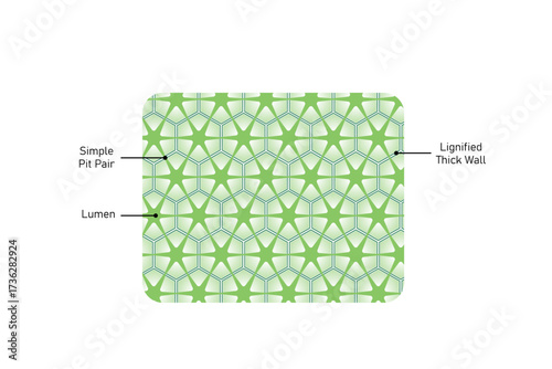 Sclerenchyma Plant Tissue Structure Science Design. Vector Illustration.