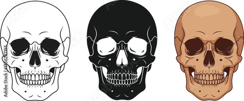 Three skull illustrations in different styles on a white background vector art