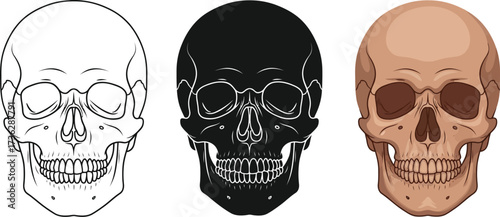 Three skull illustrations in different styles line art silhouette and color drawing