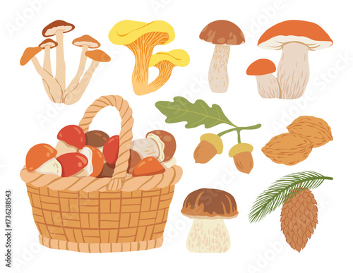 Mushrooms, pinecone, and acorns forest harvest set. Wicked basket with autumn harvest of edible mushrooms and plants. Fall forest fungus. Flat vector illustration.