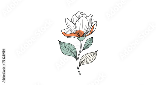 A delicate botanical illustration of a flowering plant.
