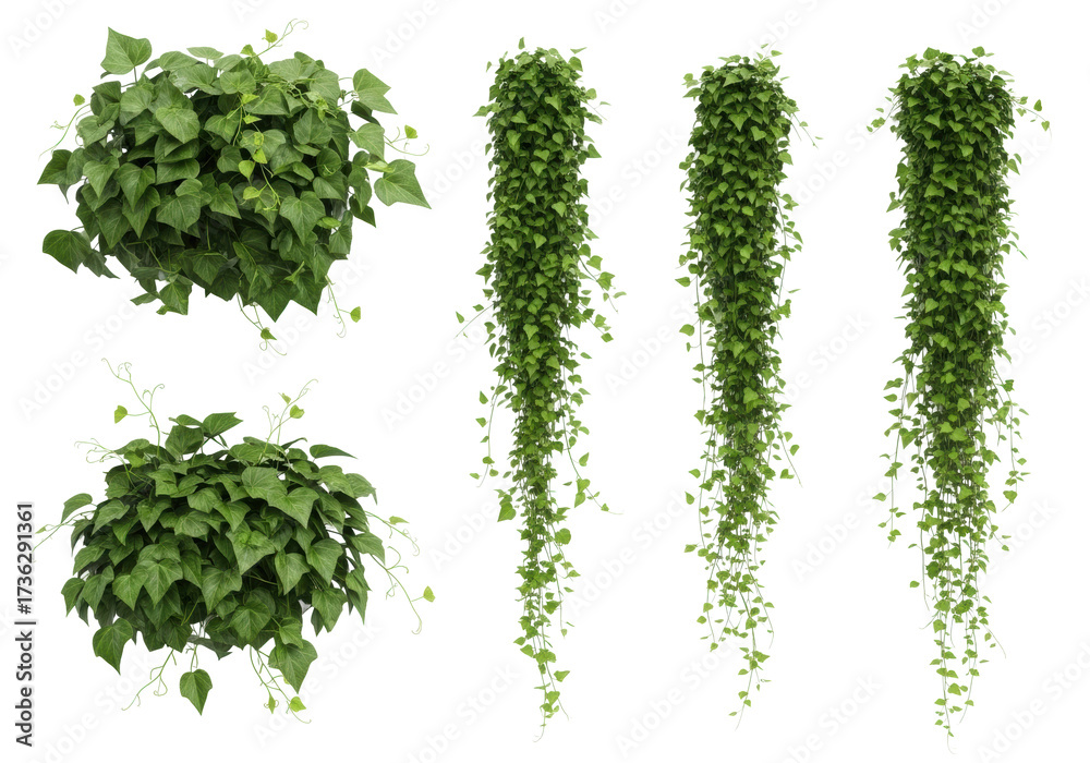 Naklejka premium Five distinct lush green ivy vines with varied forms and intricate vein details, perfectly isolated on a pure seamless bright white background with diffused studio light, concept for botanical design