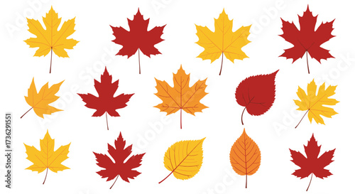 A vibrant collection of autumn maple leaves in red and yellow hues.