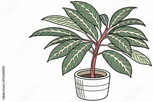 Potted houseplant with green leaves