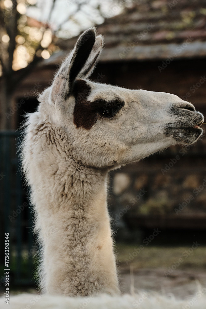 Obraz premium Close-up portrait of a white llama with brown markings on the head, zoo enclosure background.