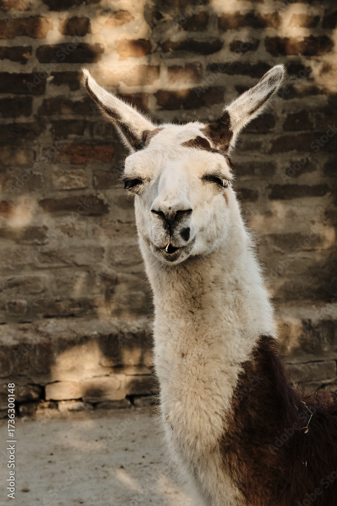 Obraz premium Llama with white face and brown body standing near a brick wall in the zoo enclosure.