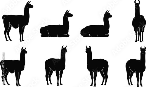 PrintLlama silhouette set, black animal shapes, standing and sitting poses, farm livestock vector, isolated icons, behavior study, minimal design