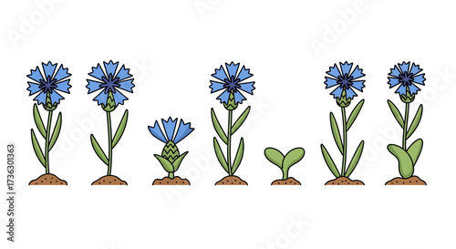 Cornflower life cycle stages illustration displaying the transformation from seed to flowering plant